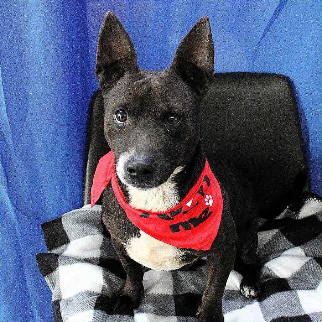 Jesus in NH! Come Meet our Adoptable Dogs Wednesday-Saturday. More info in Bio!, a ADOPTABLE mixed breed in Manchester, NH image 3/6