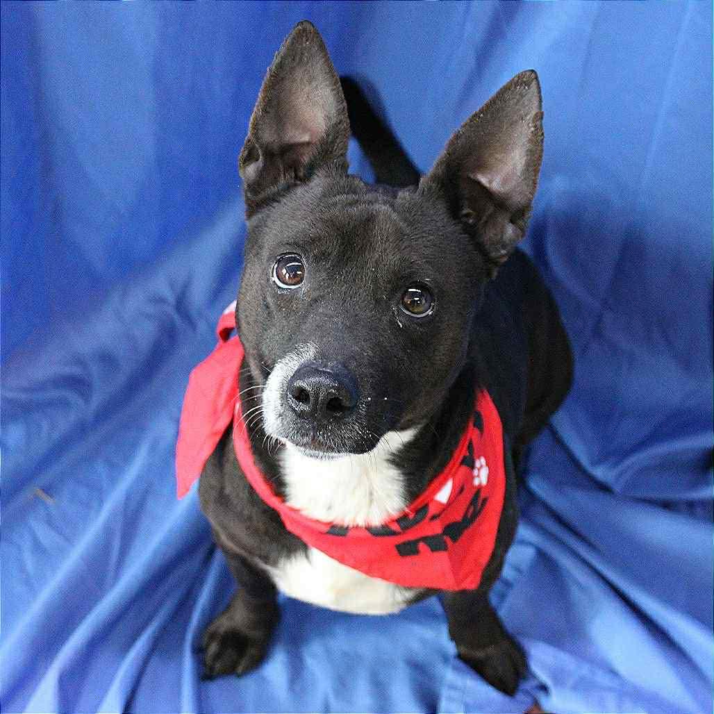 Jesus in NH! Come Meet our Adoptable Dogs Wednesday-Saturday. More info in Bio!, a ADOPTABLE mixed breed in Manchester, NH image 4/6
