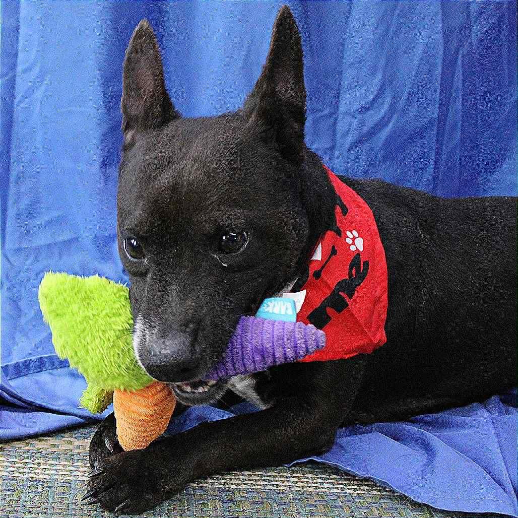 Jesus in NH! Come Meet our Adoptable Dogs Wednesday-Saturday. More info in Bio!, a ADOPTABLE mixed breed in Manchester, NH image 5/6