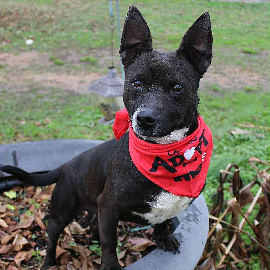 Jesus in NH! Come Meet our Adoptable Dogs Wednesday-Saturday. More info in Bio!, a ADOPTABLE mixed breed in Manchester, NH image 6/6