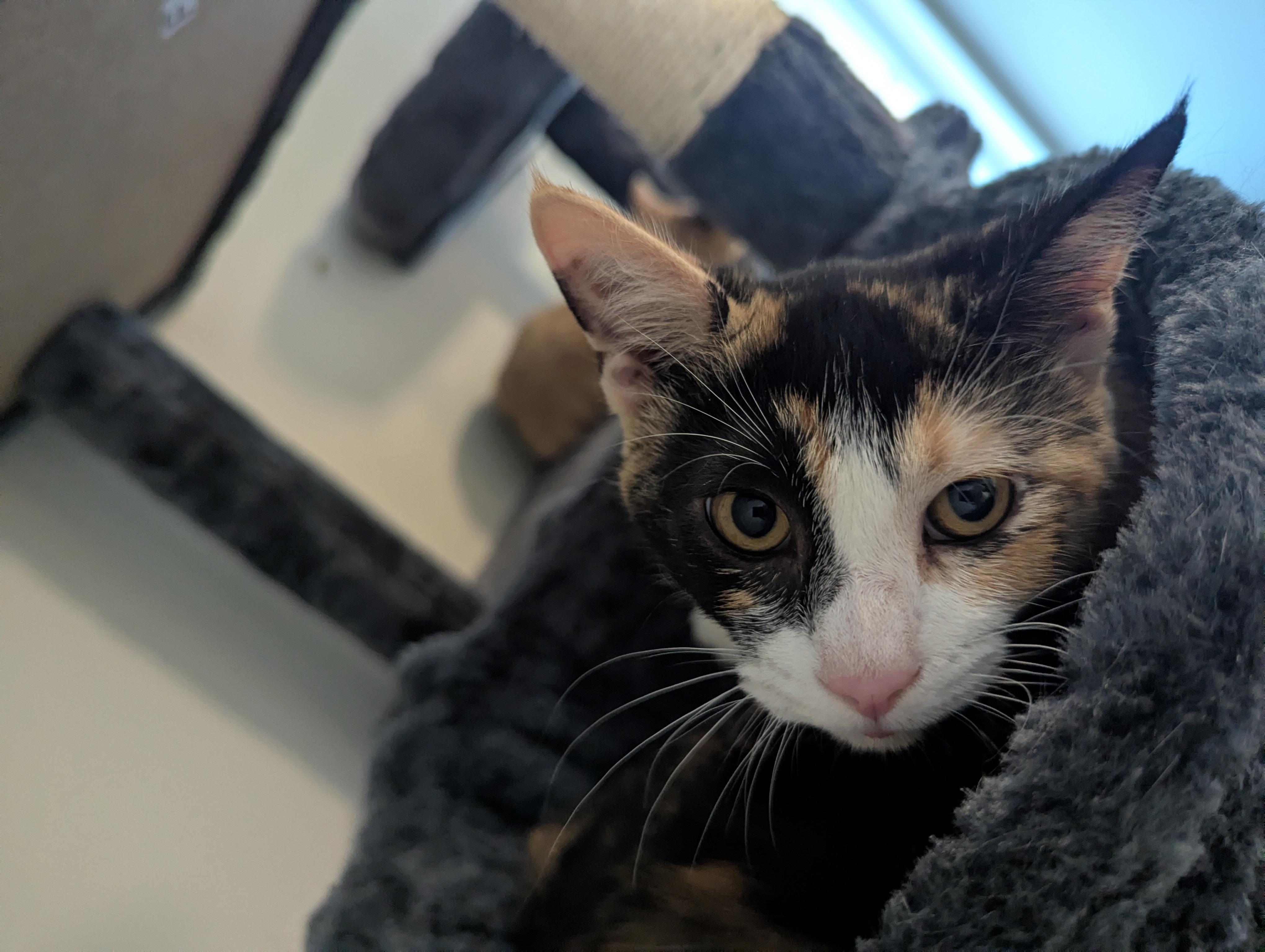 Faith, Adoptable, Kitten Female Calico.