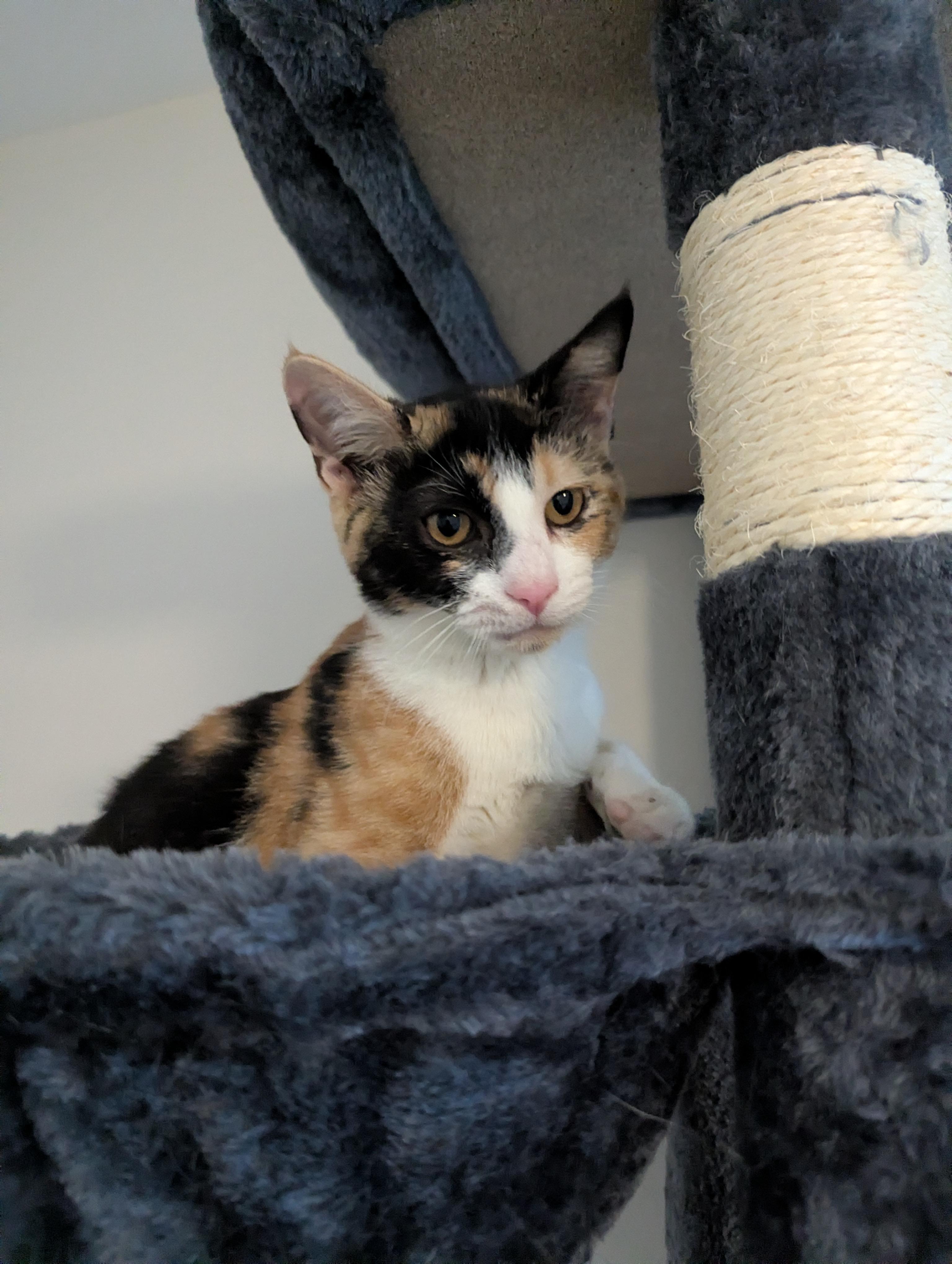 Faith, a Adoptable Calico in lititz, PA image 2/5