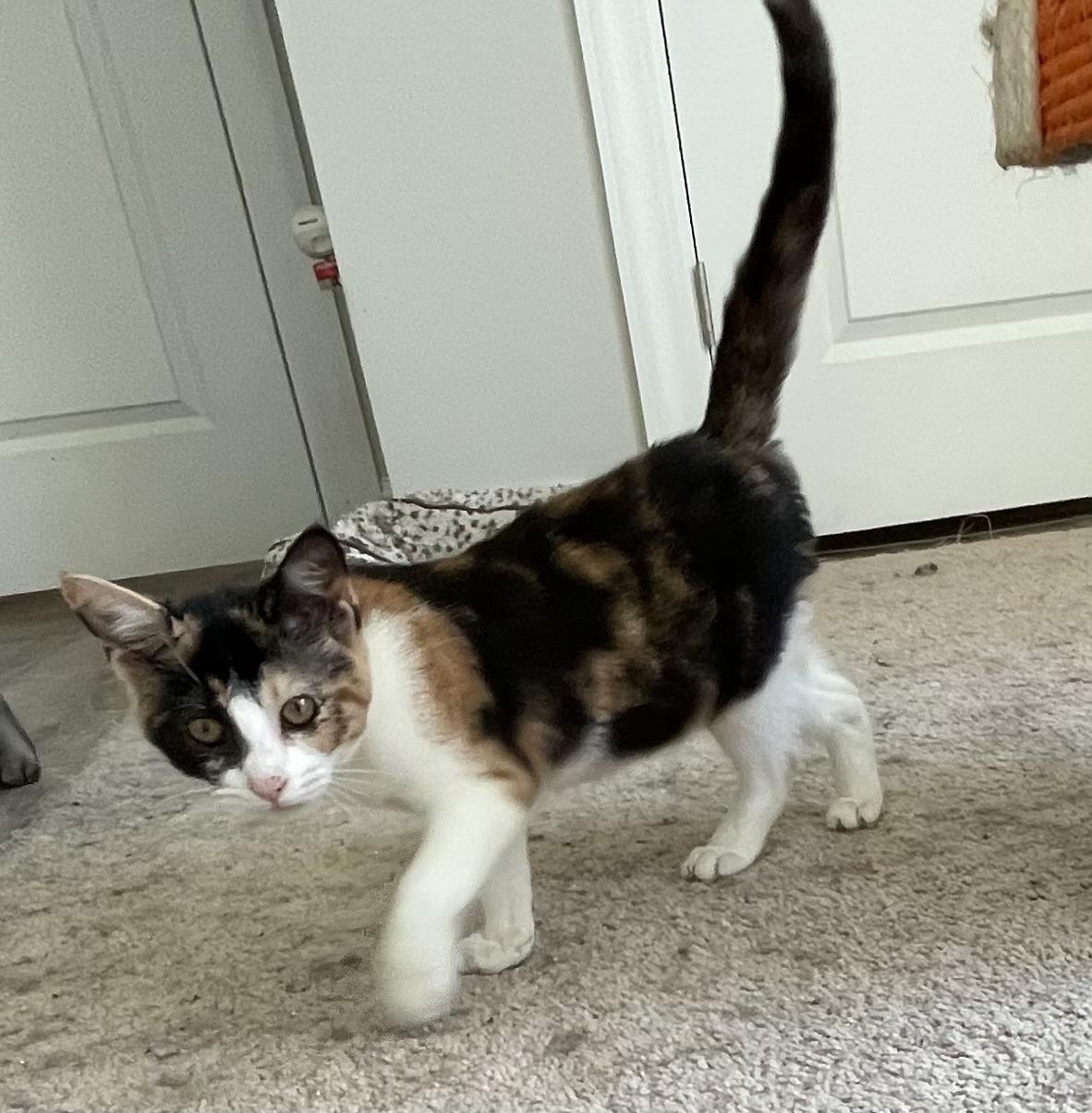 Faith, Adoptable, Young Female Calico.