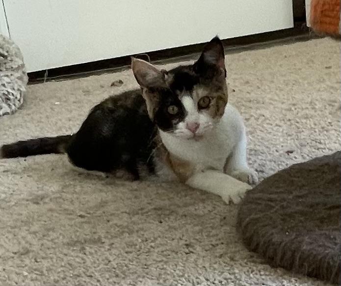 Faith, a Adoptable Calico in lititz, PA image 4/5