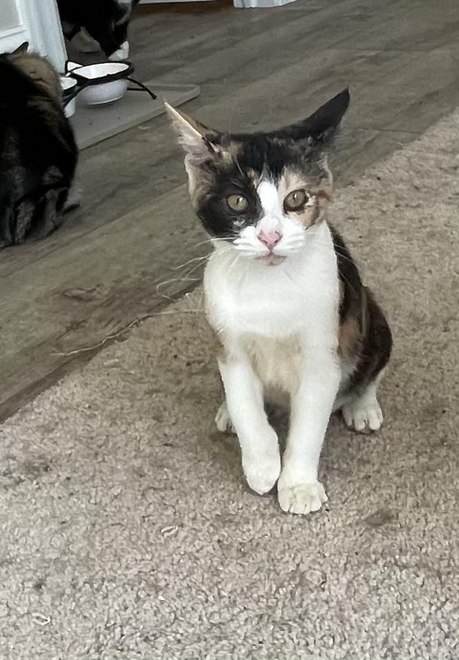 Faith, a Adoptable Calico in lititz, PA image 5/5