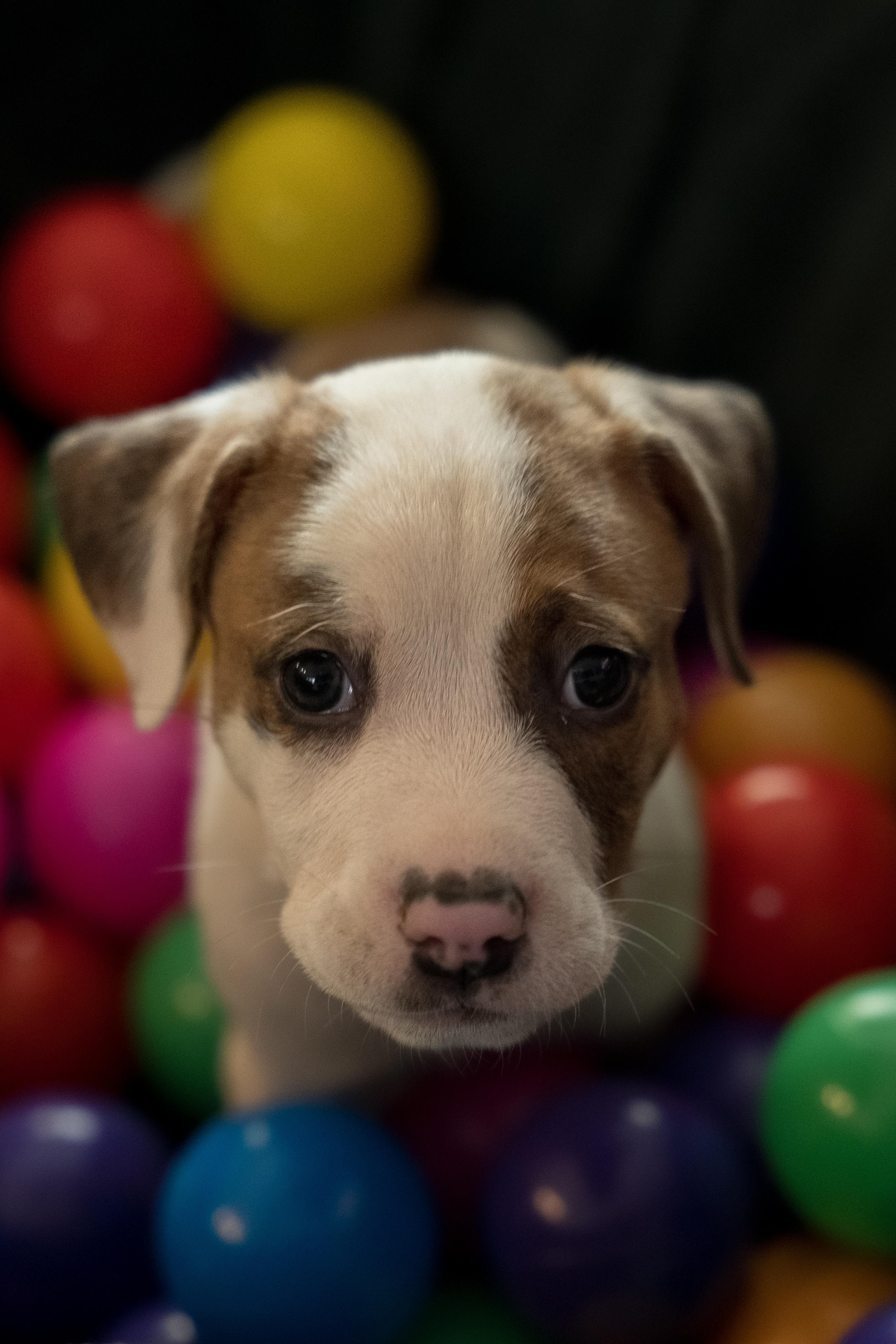 Crouton, an adopted mixed breed in San Francisco , CA image 1/12