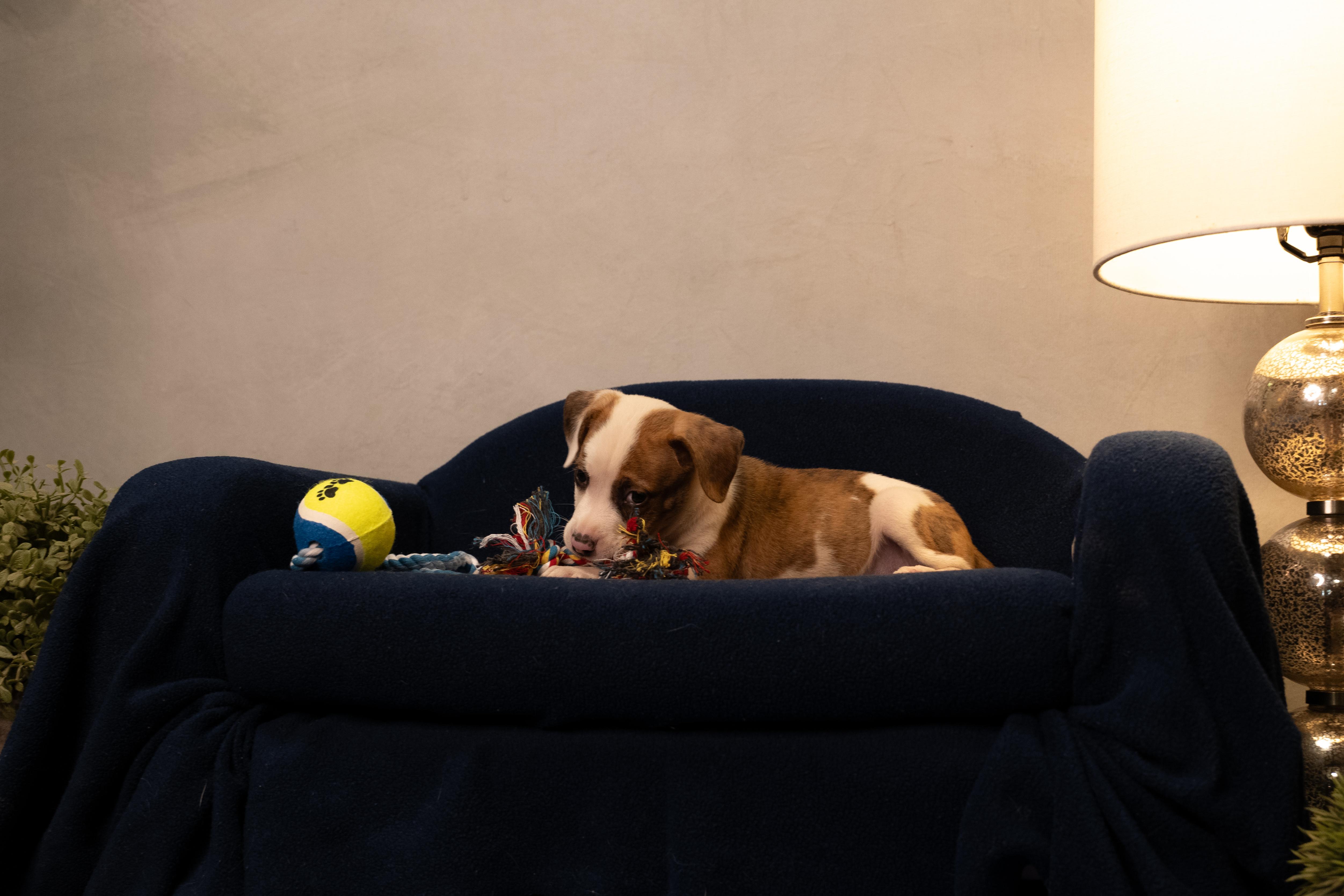 Crouton, an adopted mixed breed in San Francisco , CA image 3/12