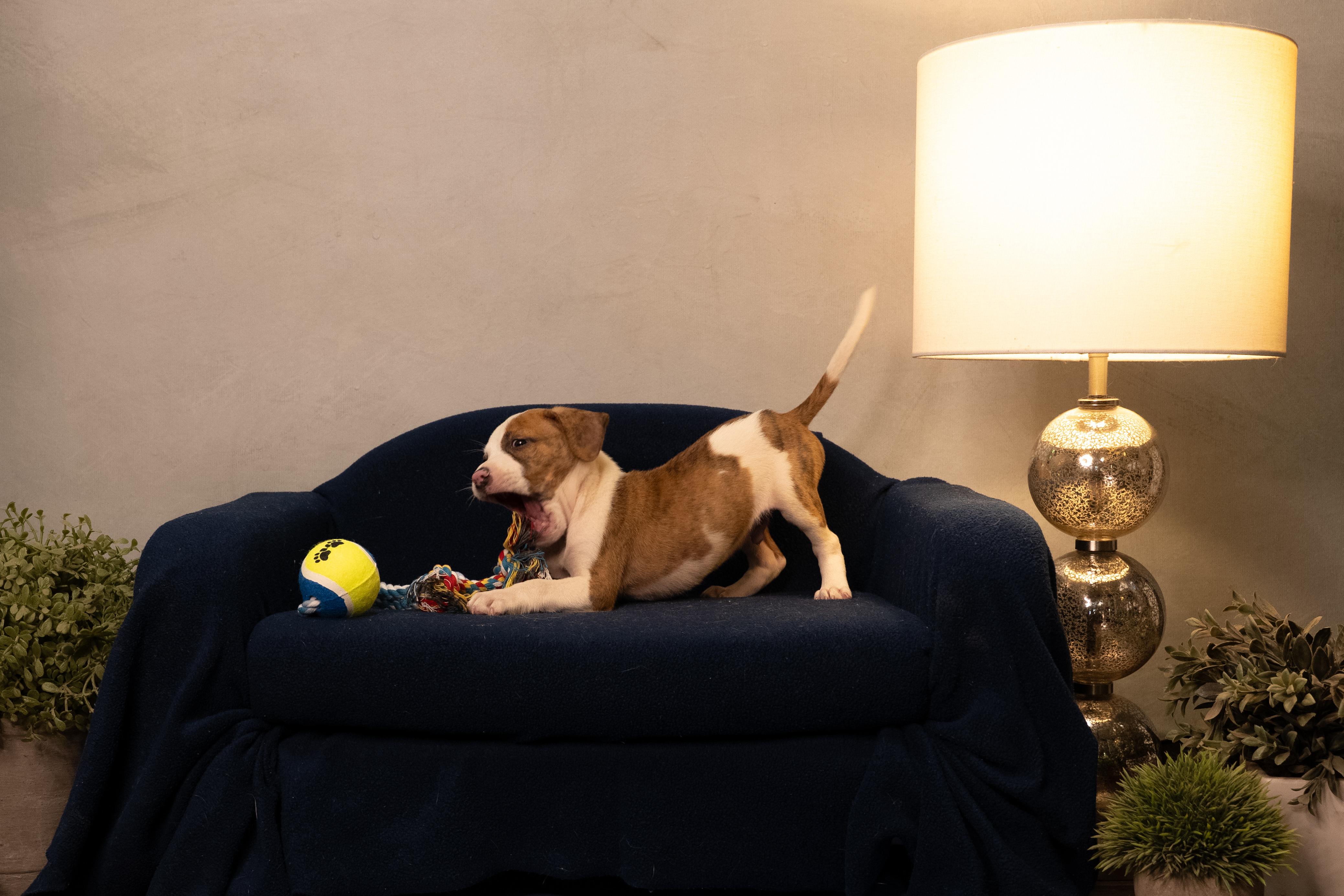 Crouton, adopted, Puppy Male Mixed Breed.