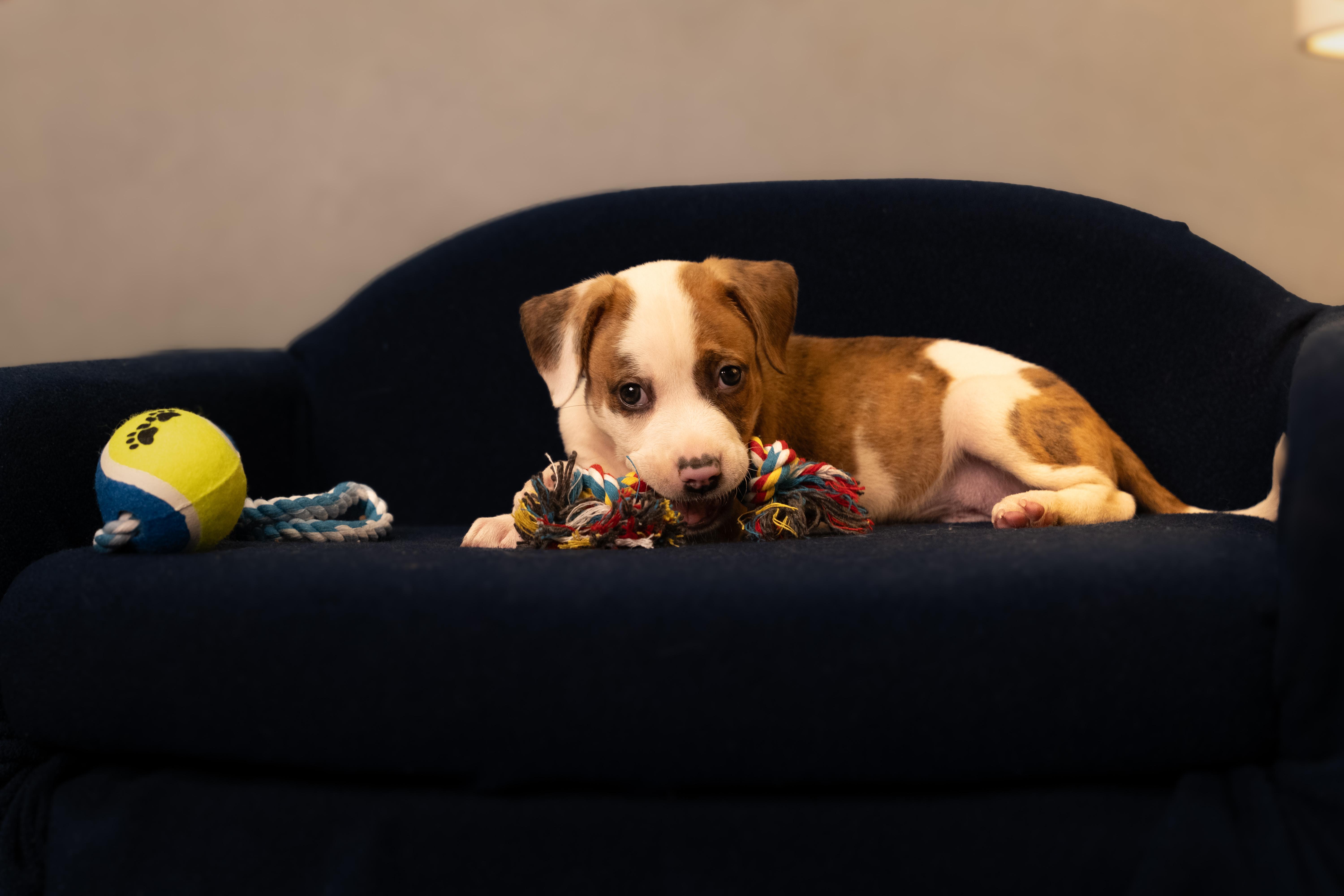 Enlarge Crouton, an adopted mixed breed in San Francisco , CA image 10/12