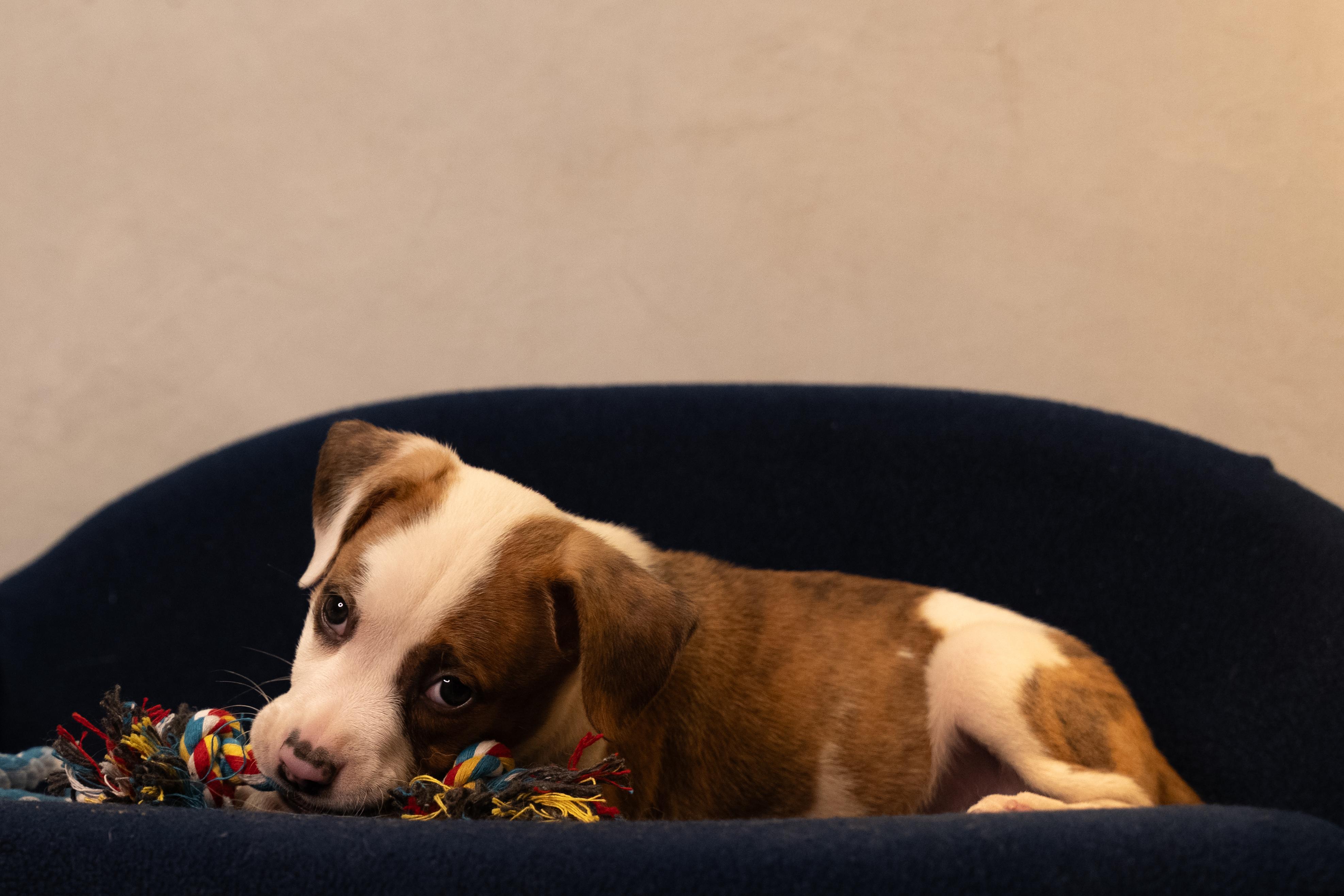 Enlarge Crouton, an adopted mixed breed in San Francisco , CA image 7/12