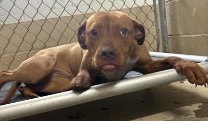 Enlarge Lacie, a Adoptable mixed breed in West Memphis, AR image 1/1