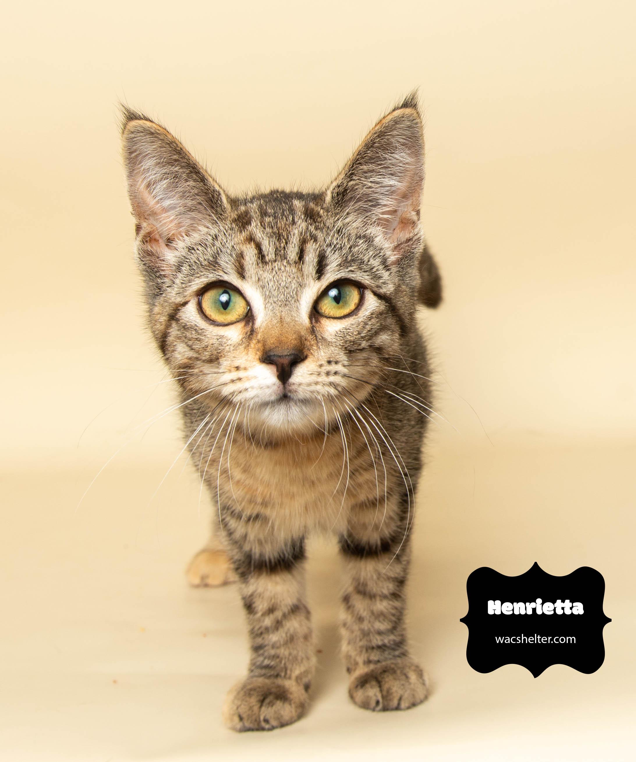 HENRIETTA (always smiling), Adoptable, Young Female Domestic Short Hair.