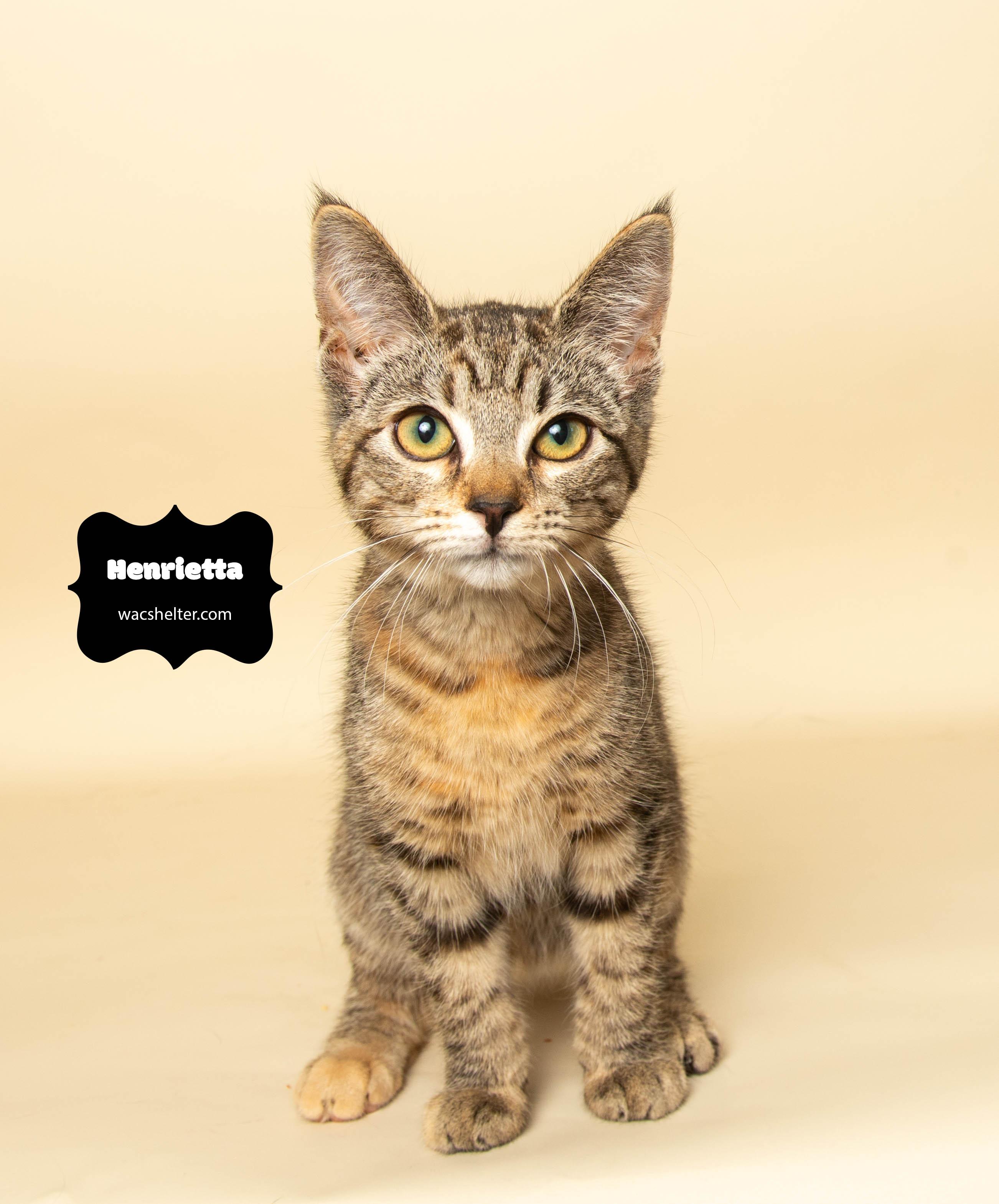 HENRIETTA (Loves other Cats)