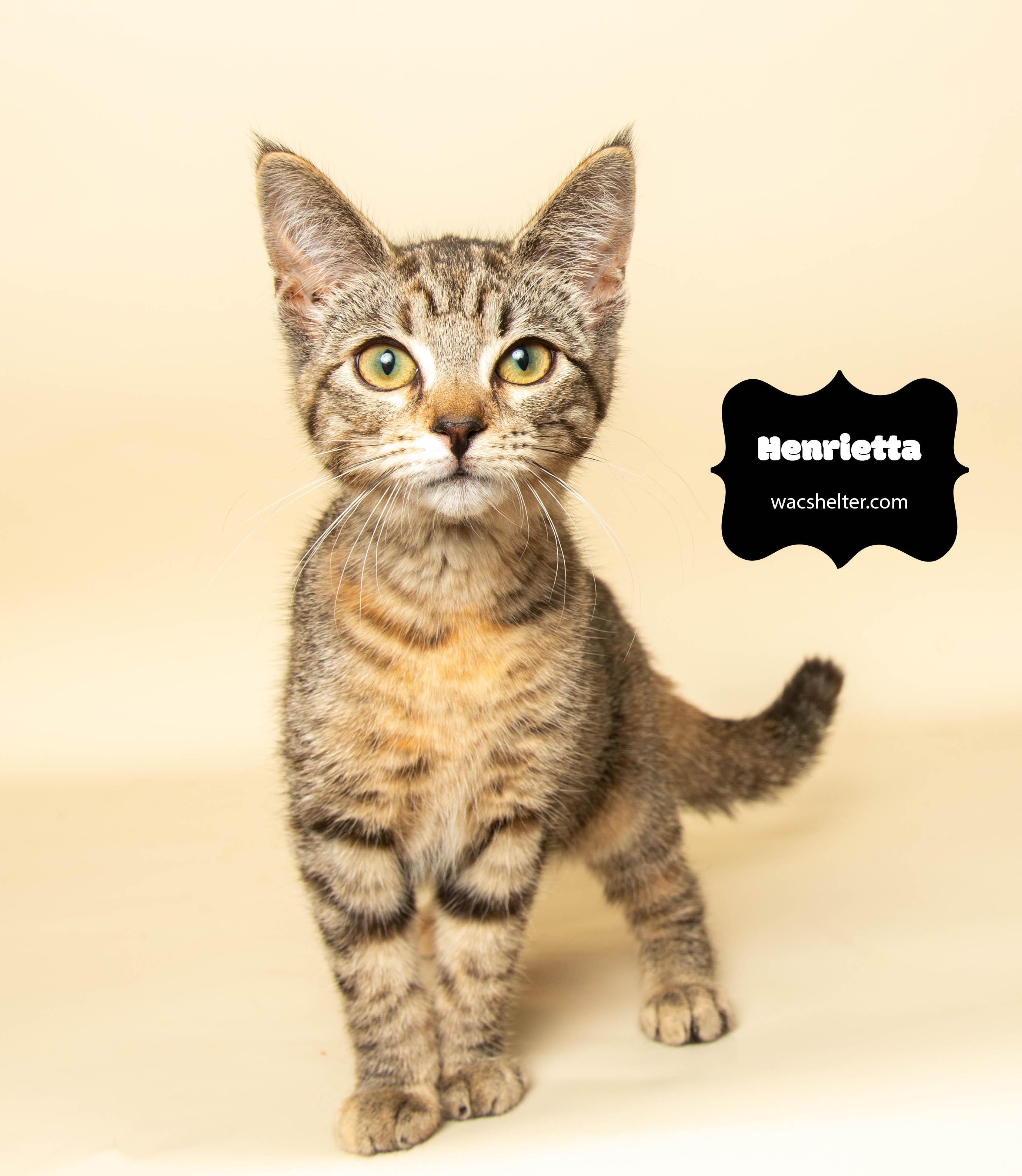 HENRIETTA (always smiling), a Adoptable Domestic Short Hair in Wyandotte, MI image 2/4