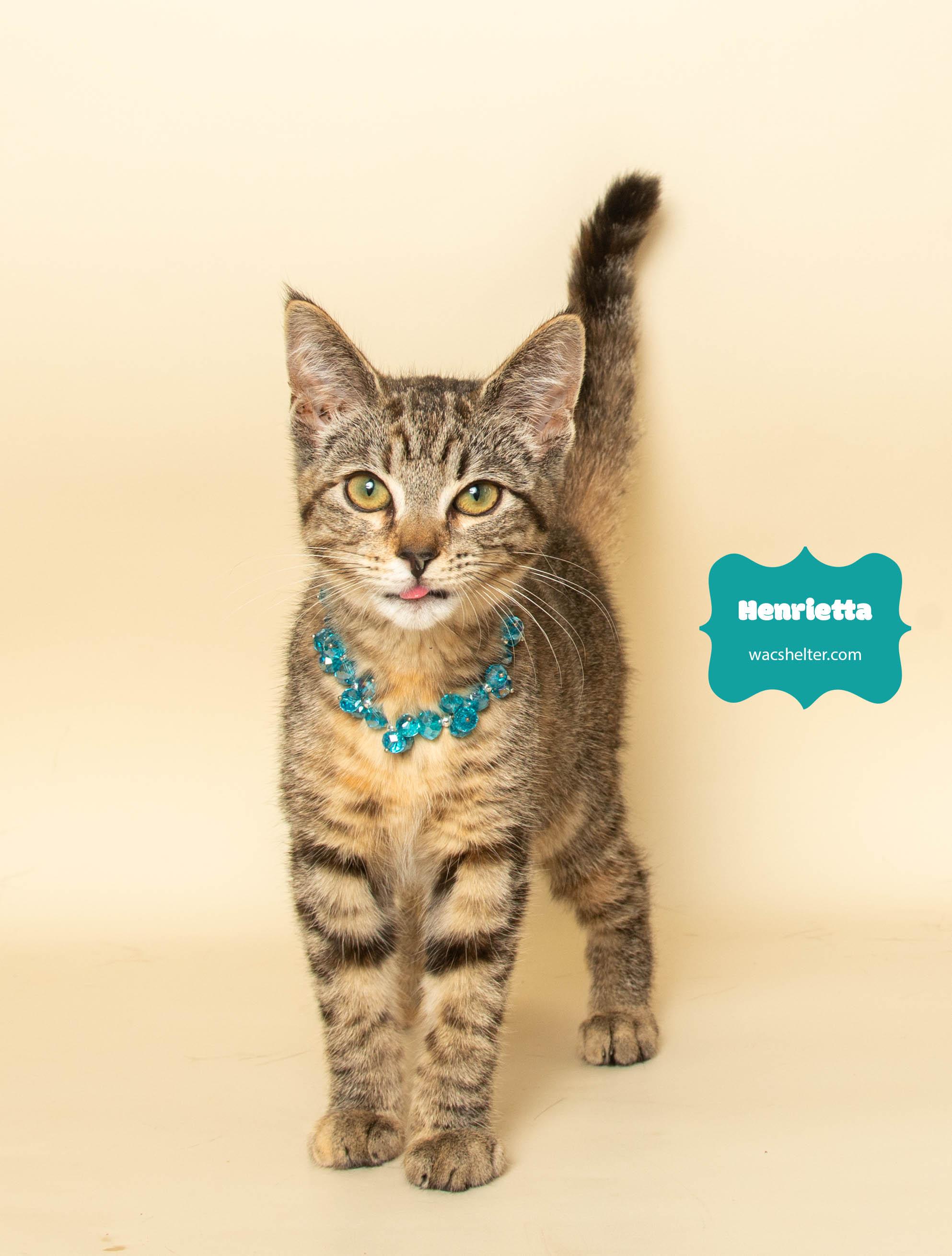 HENRIETTA (Loves other Cats)