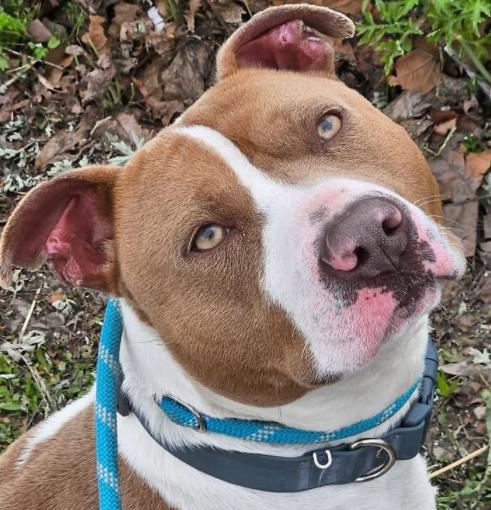 Enlarge Fergus, a ADOPTABLE American Staffordshire Terrier in Homewood, IL image 1/1