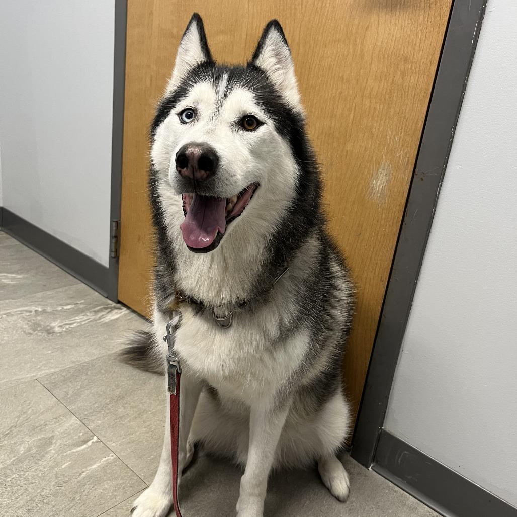 Timmy - Home to Home