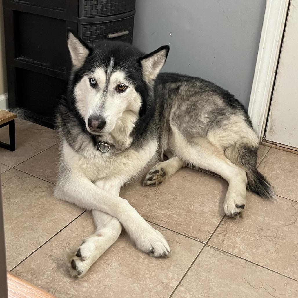 Timmy - Home to Home — thumbnail 2