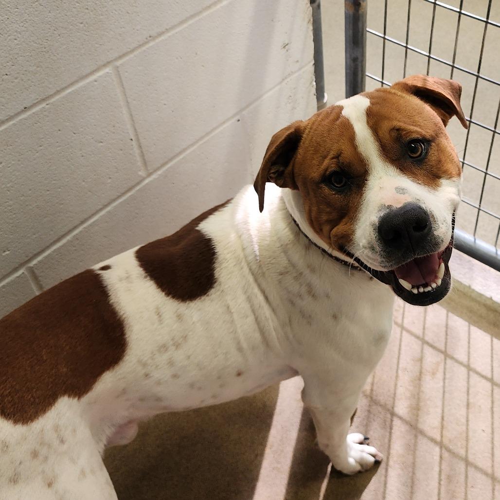 Enlarge Dior, a Adoptable Pit Bull Terrier in Corydon, IN image 1/1