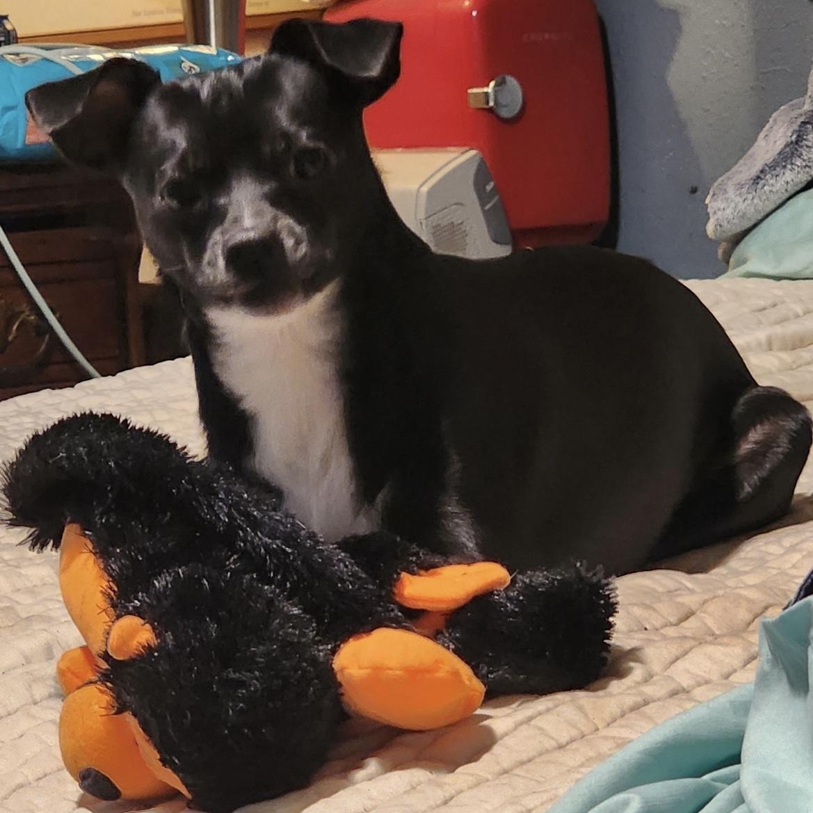 Taco, a Adoptable mixed breed in Cape Coral, FL image 1/4