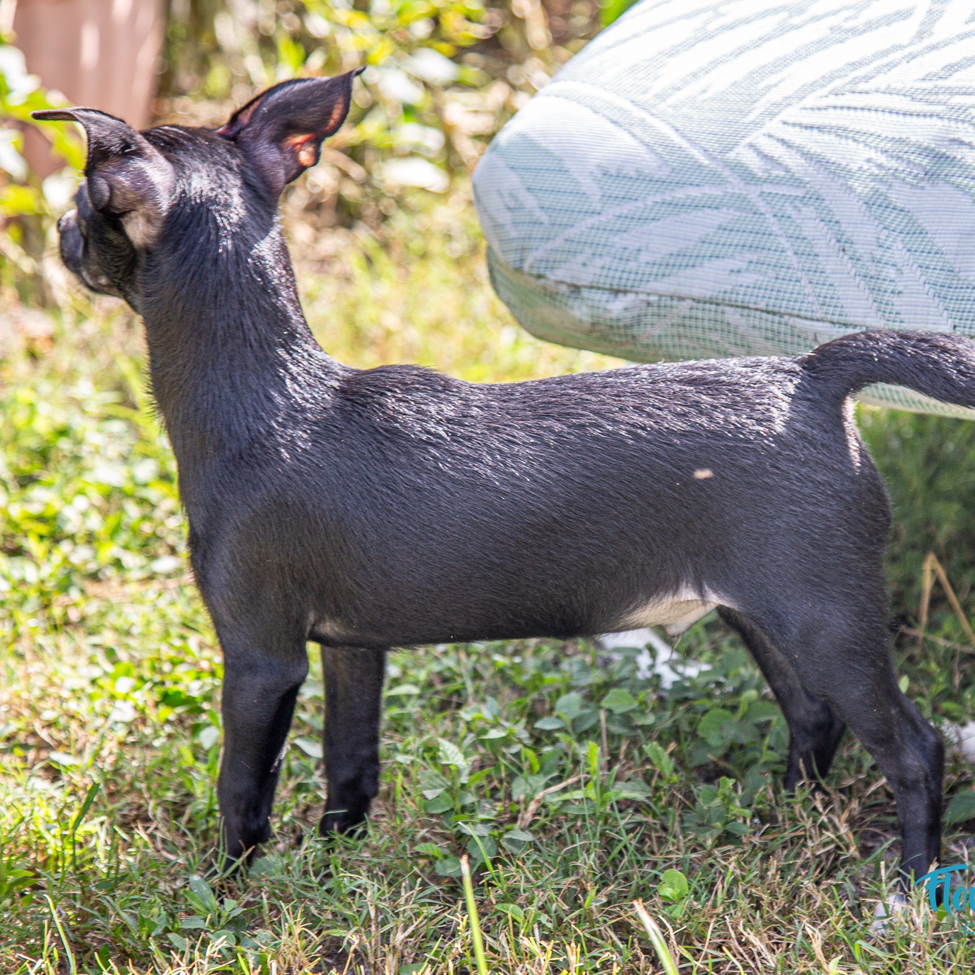 Taco, a Adoptable mixed breed in Cape Coral, FL image 2/4