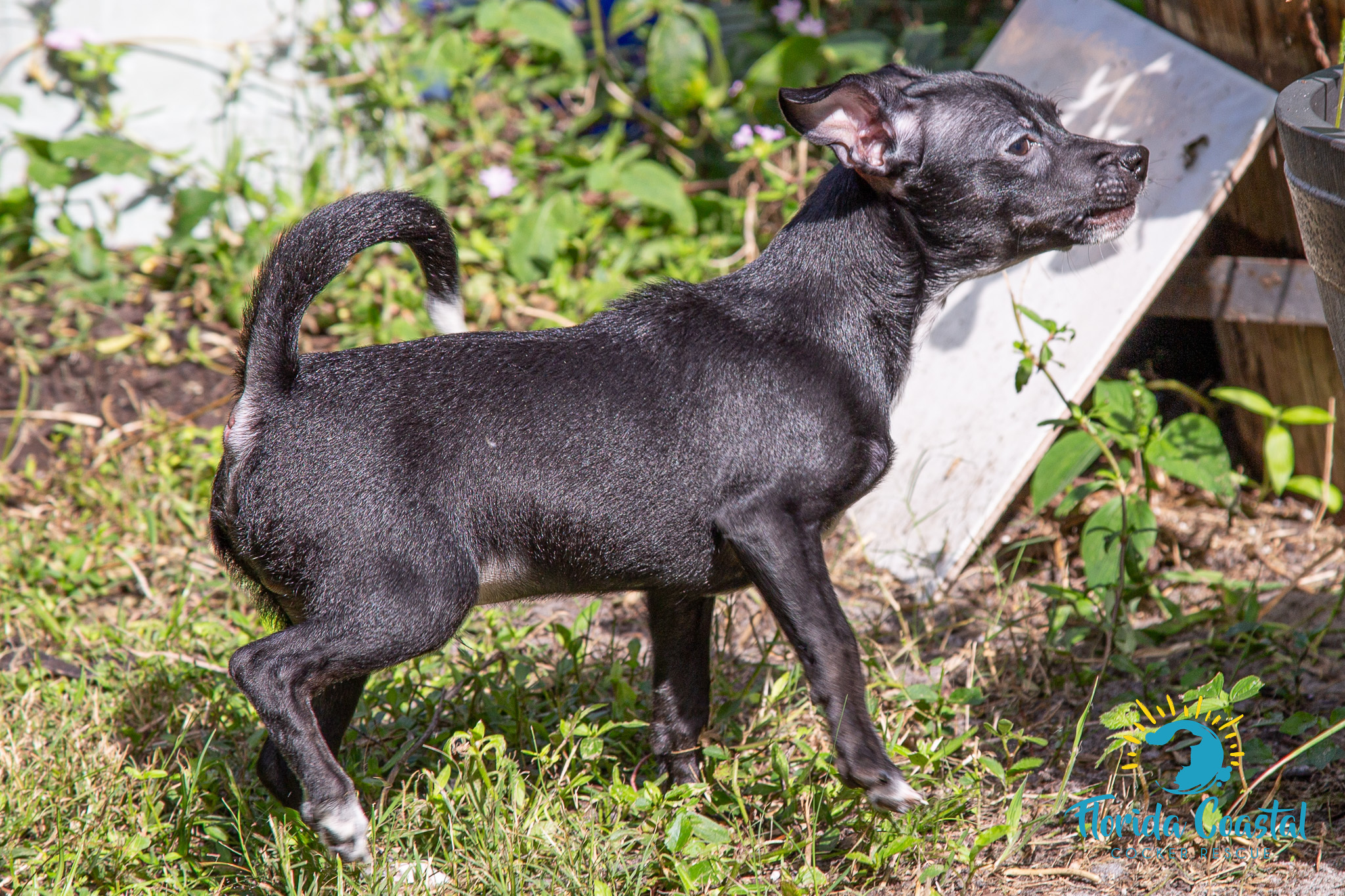 Taco, a Adoptable mixed breed in Cape Coral, FL image 3/4