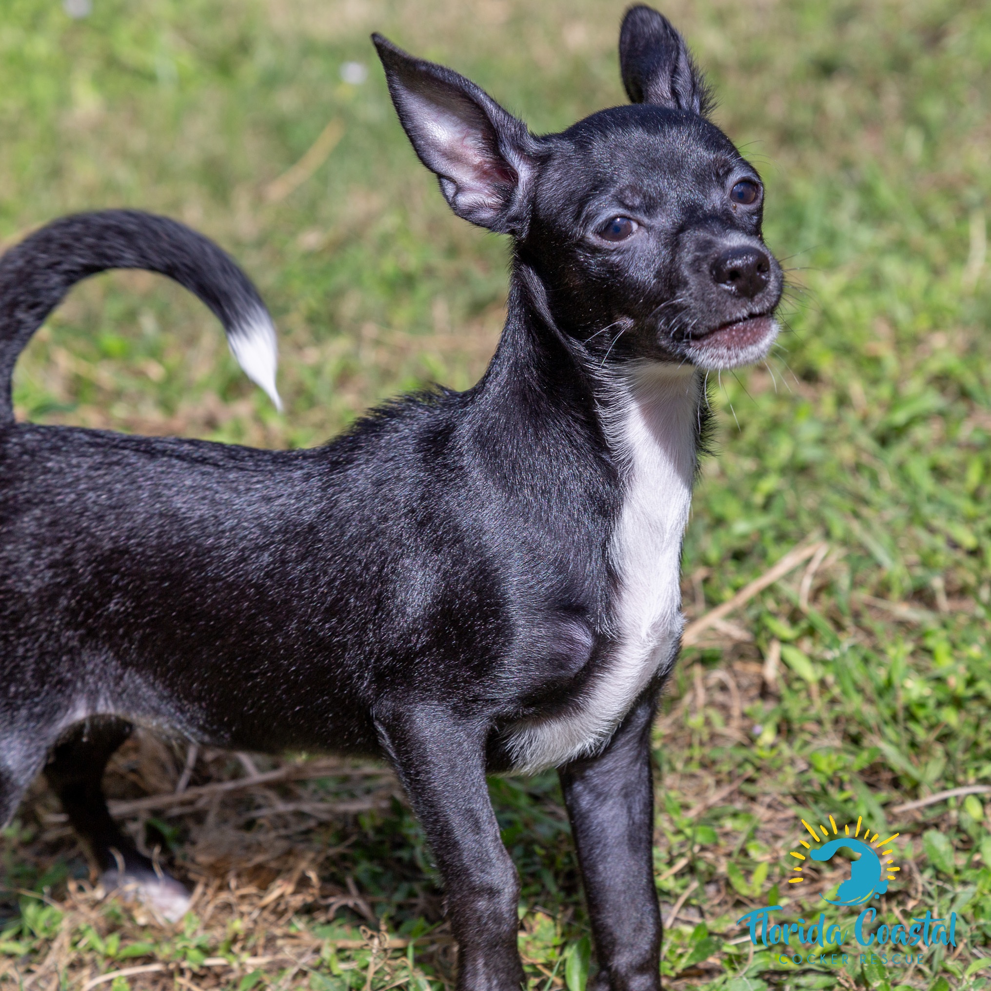 Taco — thumbnail 4