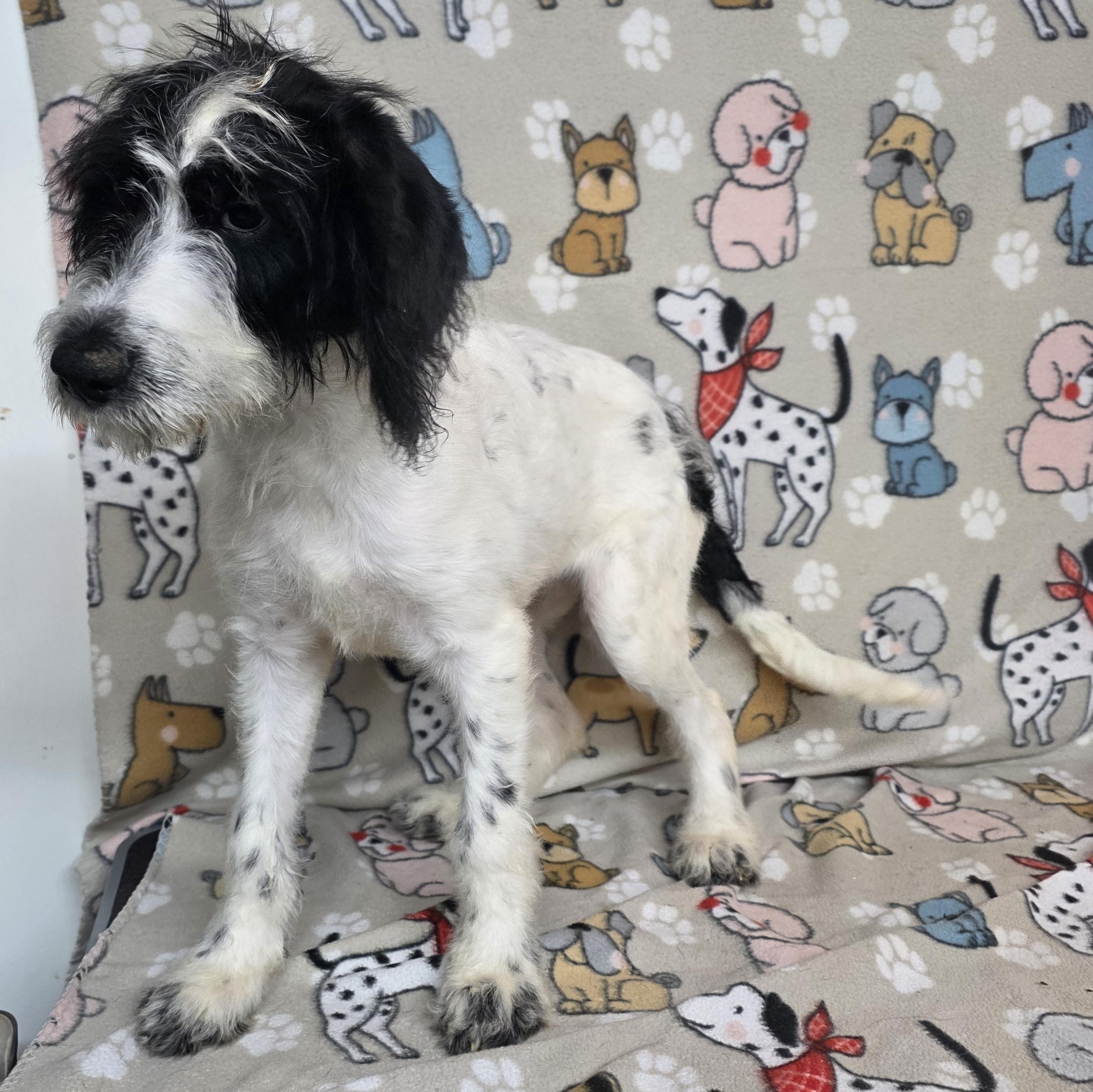 Shasta, a ADOPTABLE mixed breed in Dallas, GA image 2/3