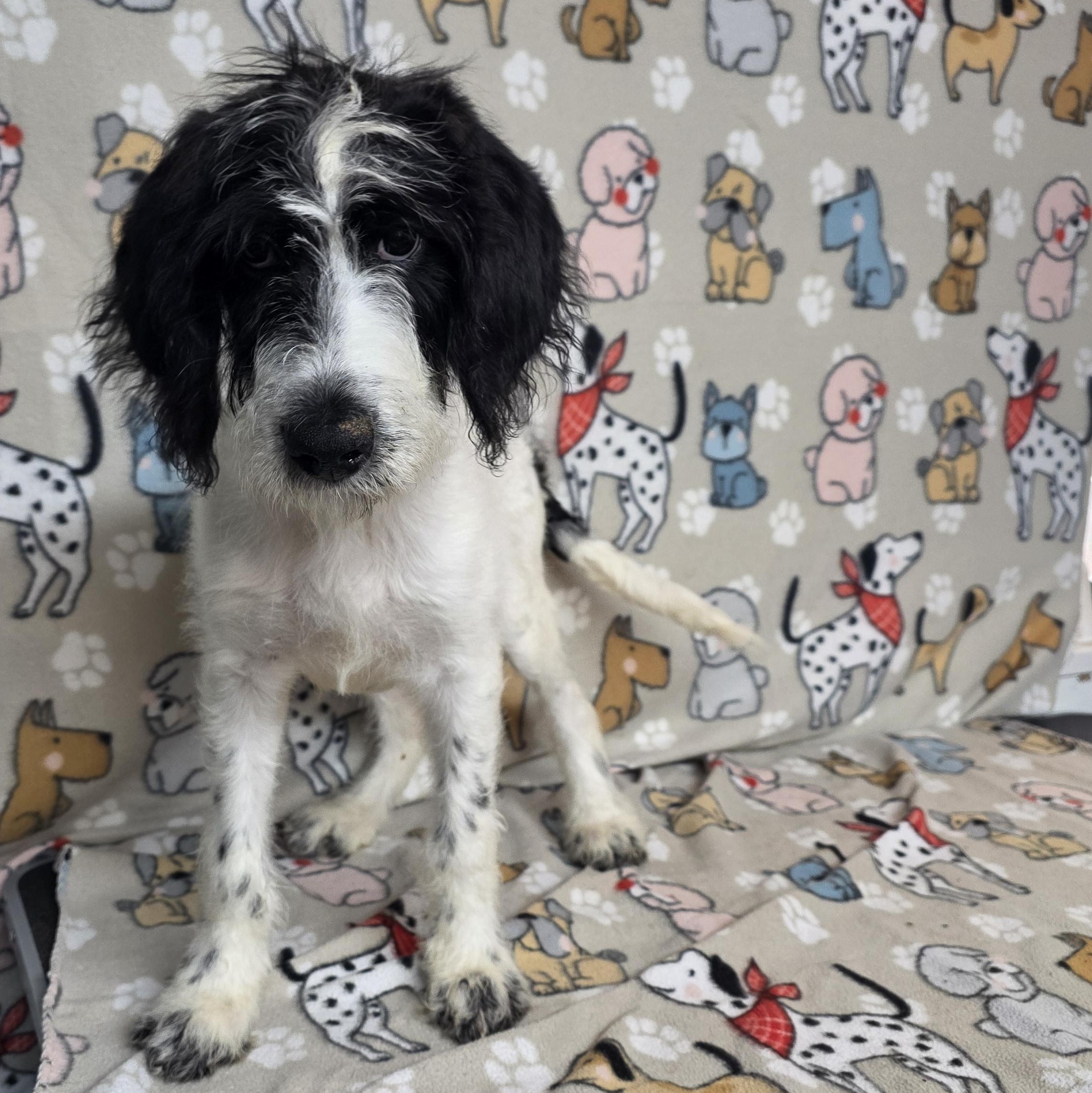 Shasta, a ADOPTABLE mixed breed in Dallas, GA image 3/3