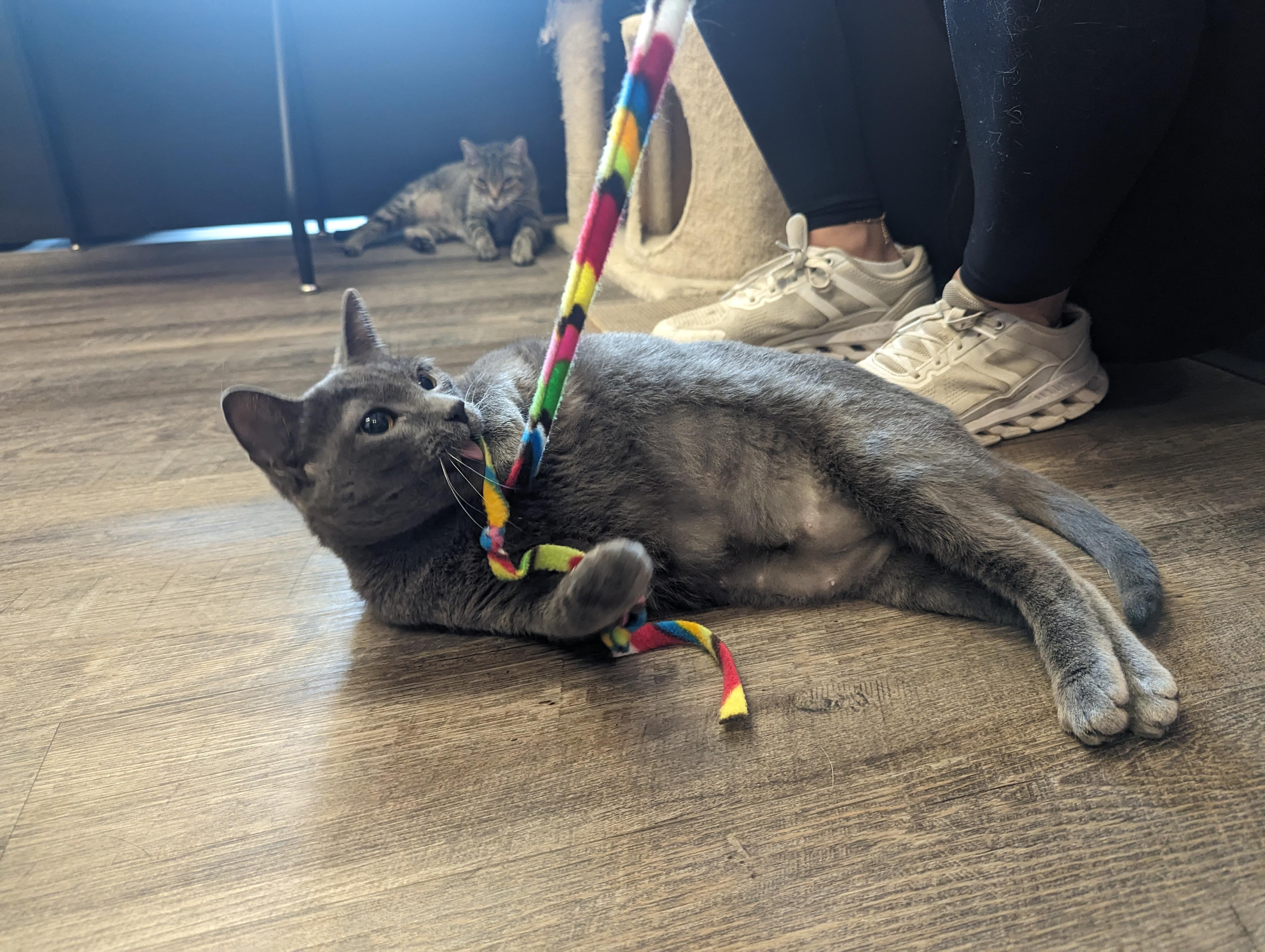 Mikey, Senior Female Domestic Short Hair