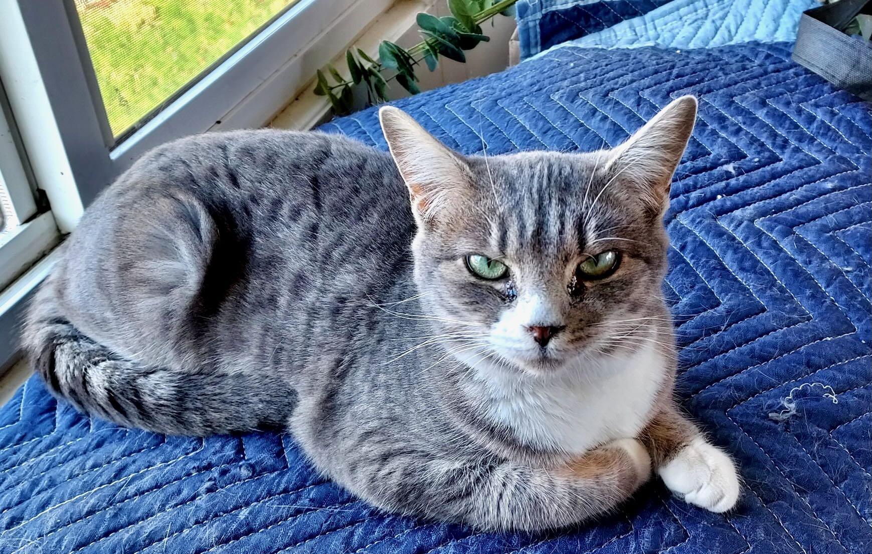 Enlarge Ava, an adopted Tabby in Portland, OR image 2/6