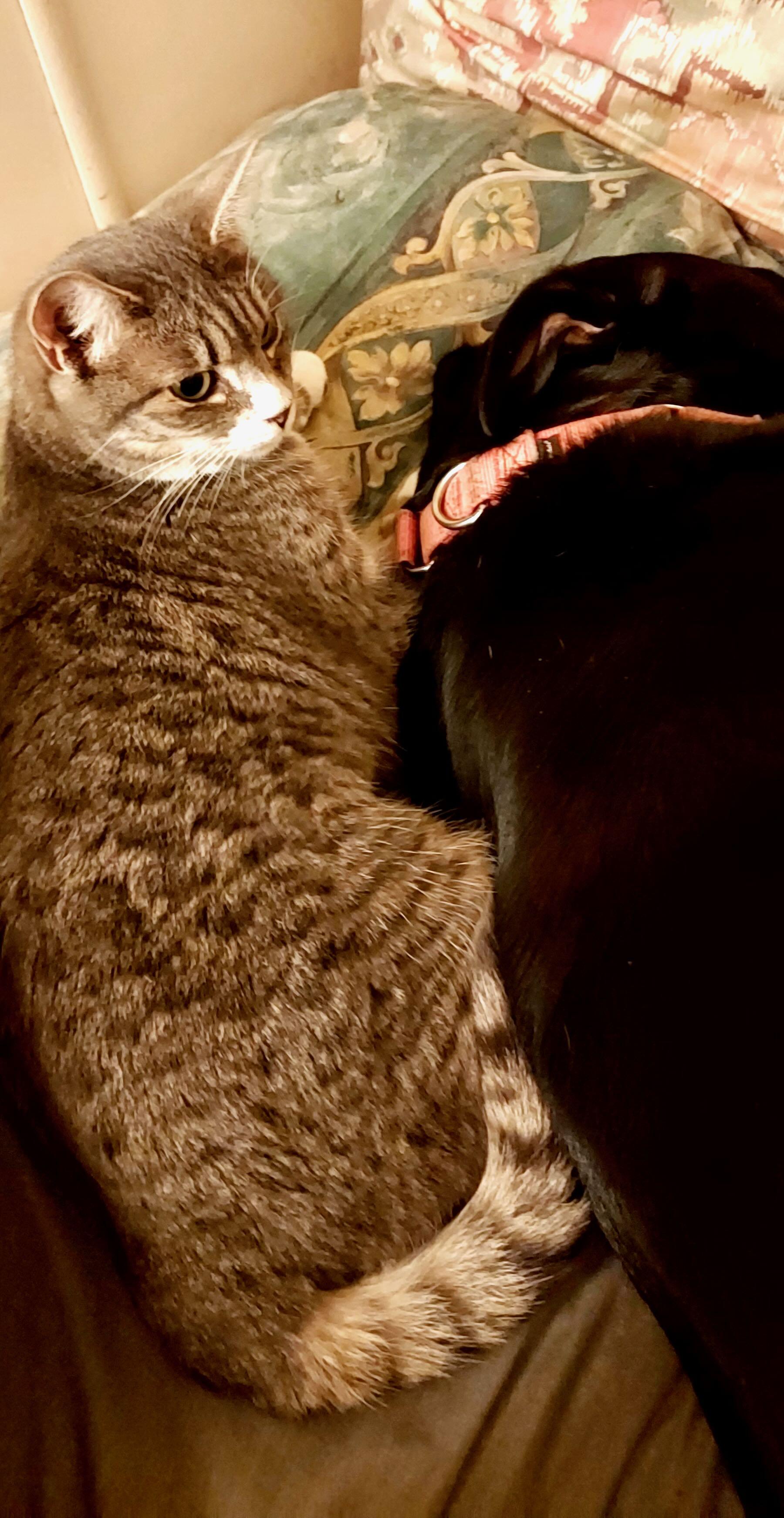 Enlarge Ava, an adopted Tabby in Portland, OR image 5/6