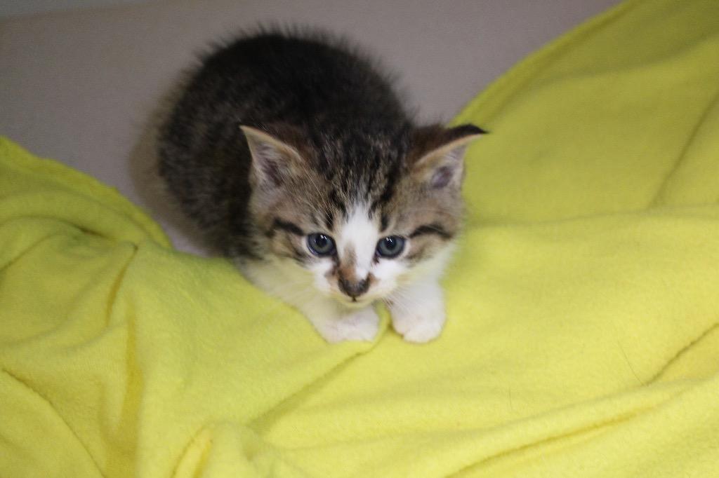 Enlarge Kitten 1, a Adoptable mixed breed in Morgantown, KY image 1/1