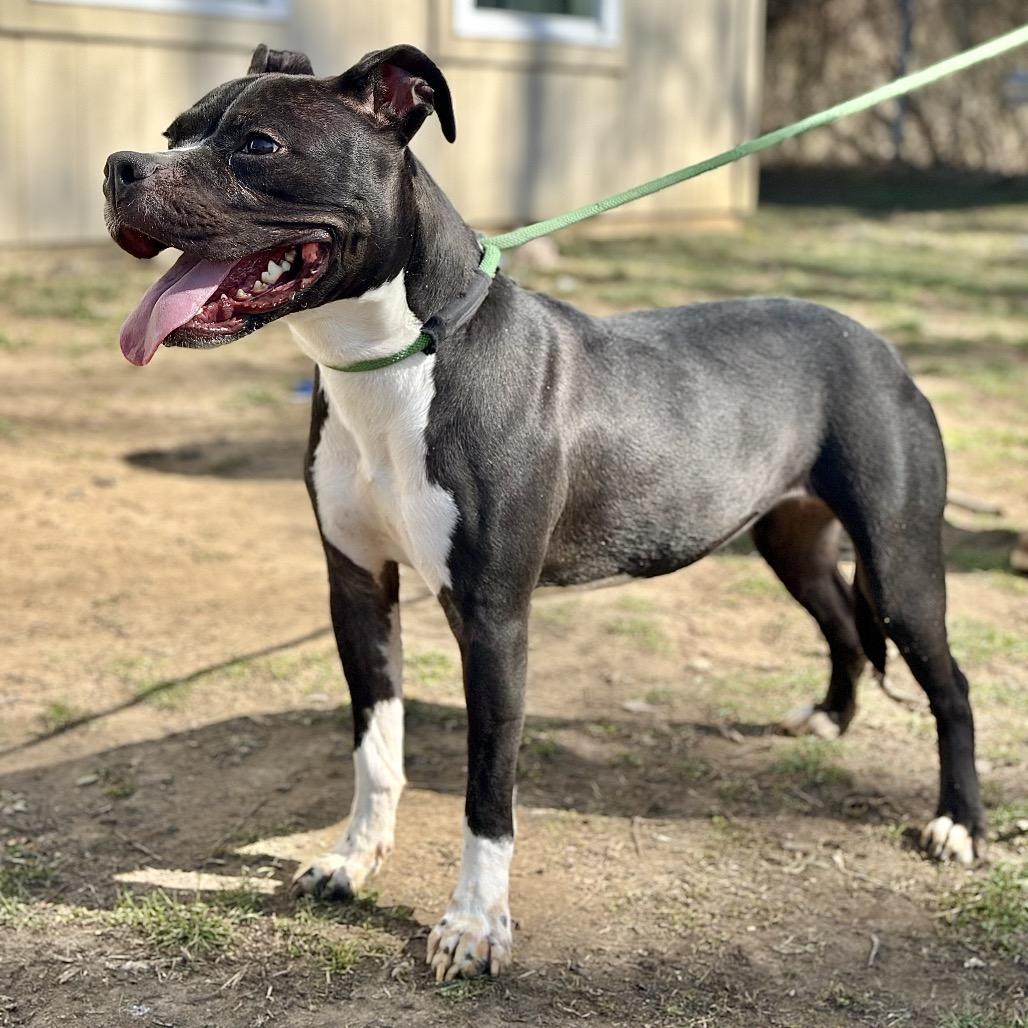 Enlarge Kim, a Adoptable Mixed Breed in Warrensburg, MO image 1/3