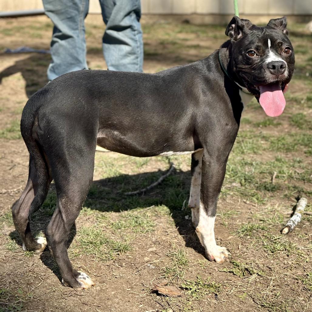 Enlarge Kim, a Adoptable Mixed Breed in Warrensburg, MO image 2/3