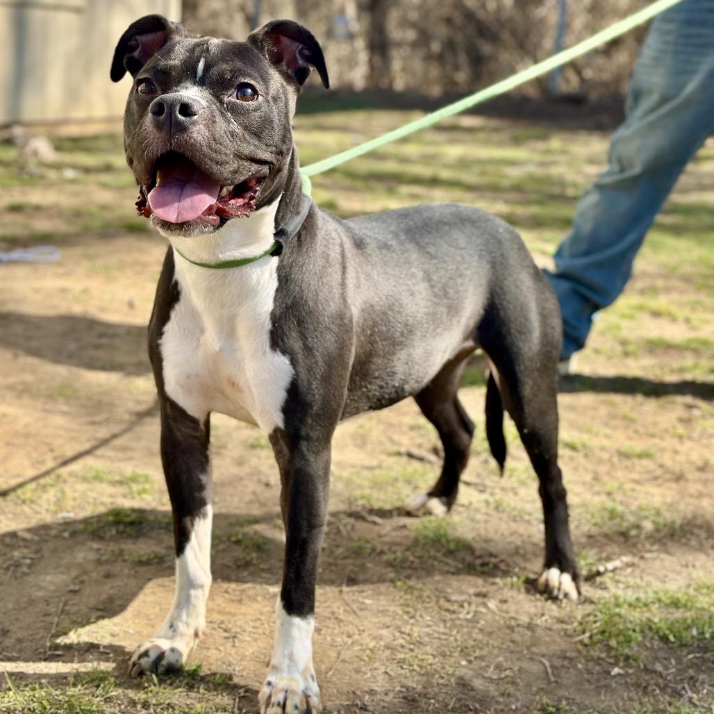 Enlarge Kim, a Adoptable Mixed Breed in Warrensburg, MO image 3/3