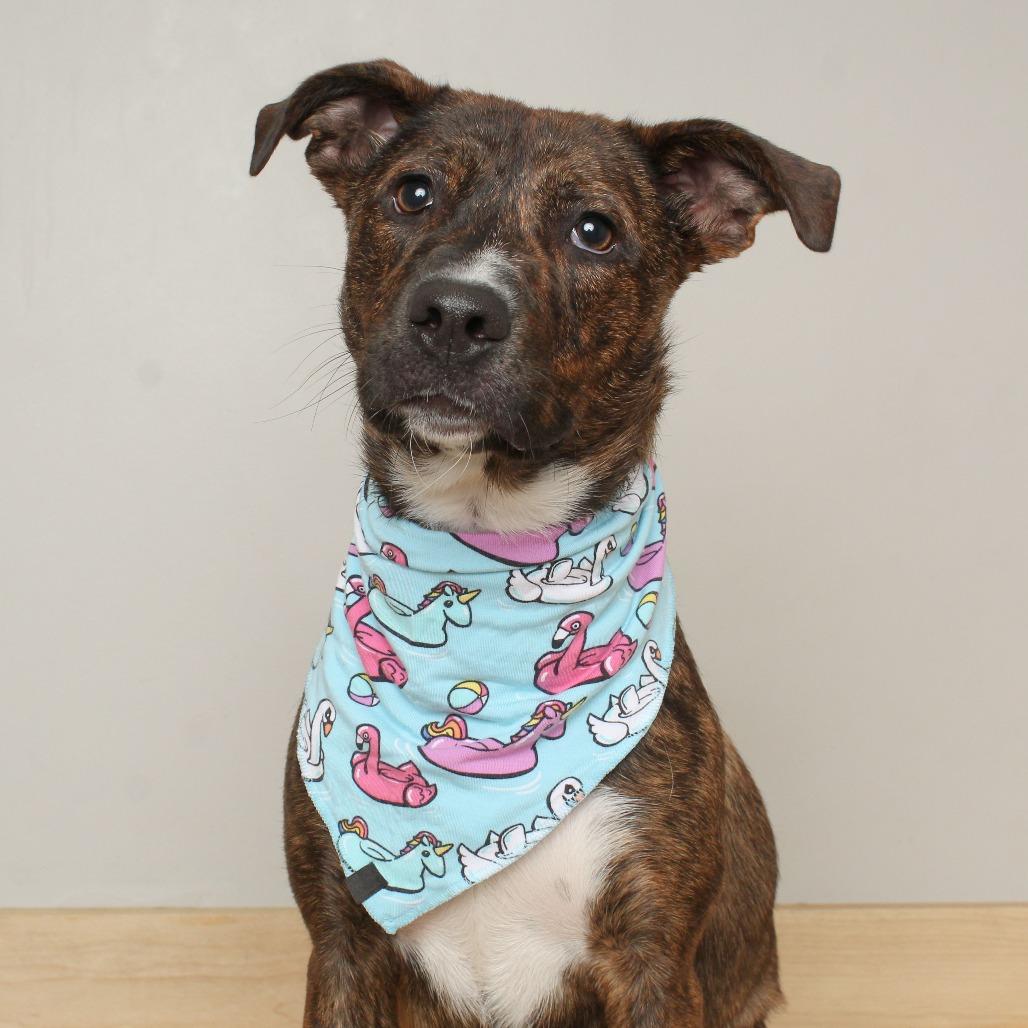 Enlarge Anastasia D67951, a Adoptable mixed breed in Minnetonka, MN image 1/5