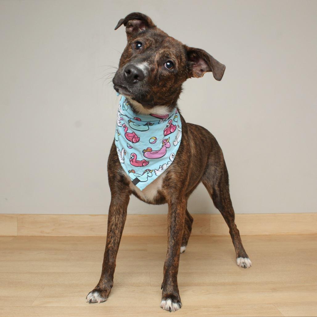 Enlarge Anastasia D67951, a Adoptable mixed breed in Minnetonka, MN image 2/5