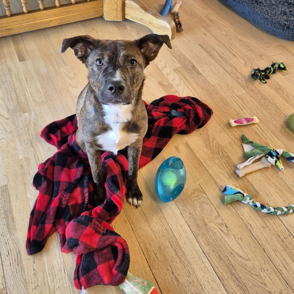 Enlarge Anastasia D67951, a Adoptable mixed breed in Minnetonka, MN image 3/5