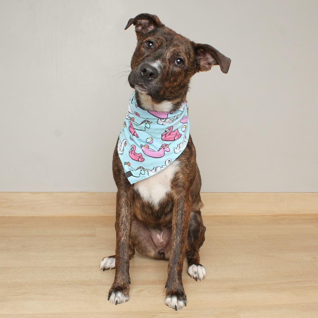 Enlarge Anastasia D67951, a Adoptable mixed breed in Minnetonka, MN image 4/5