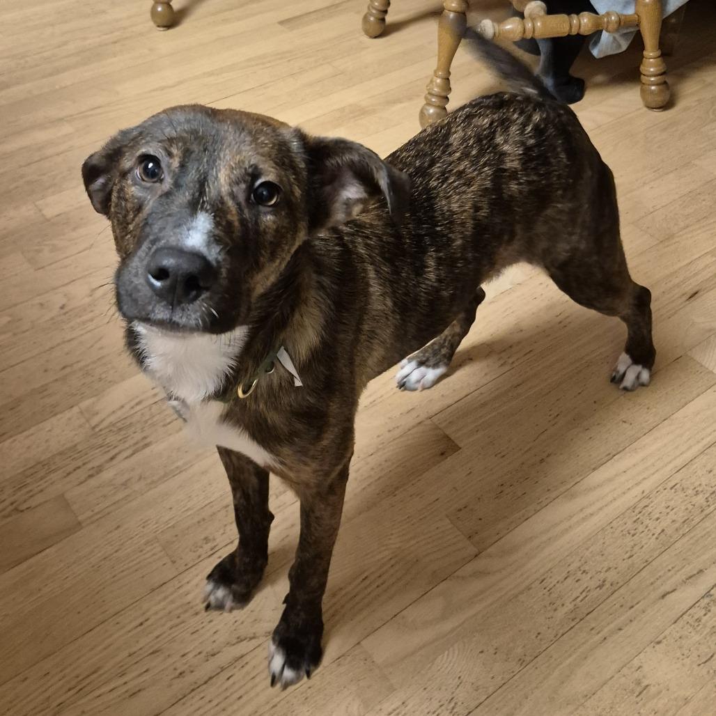 Enlarge Anastasia D67951, a Adoptable mixed breed in Minnetonka, MN image 5/5