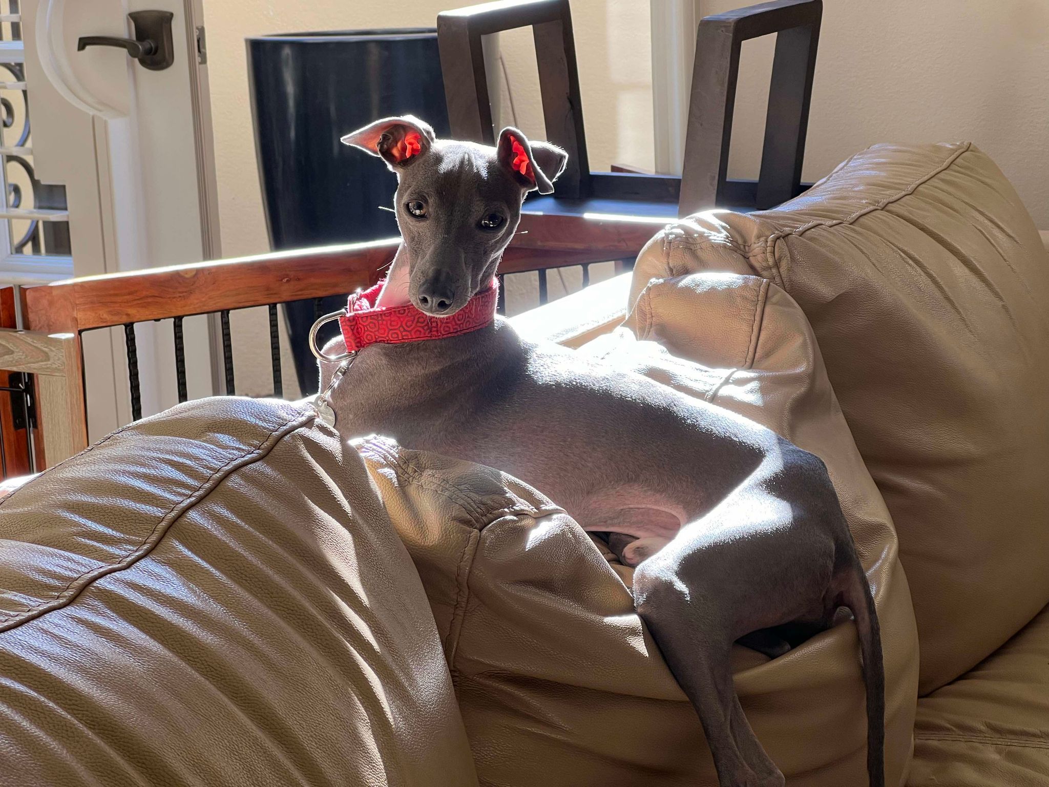 Enlarge Niko, a Adopted Italian Greyhound in Vacaville, CA image 1/2