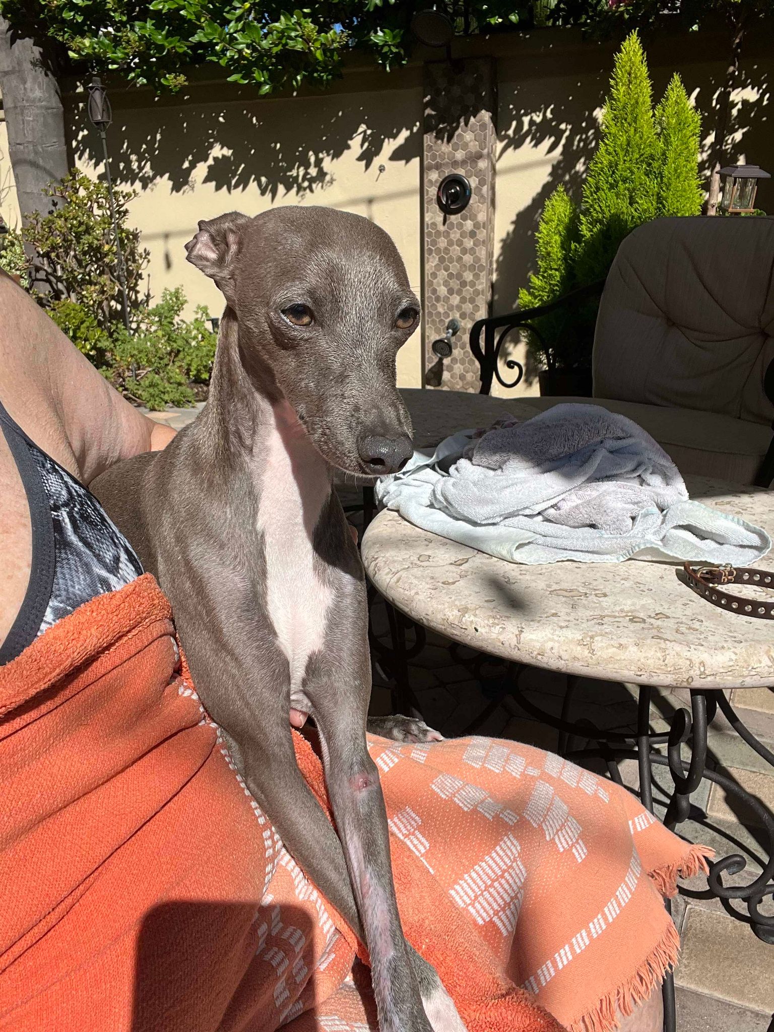 Niko, Adopted, Young Male Italian Greyhound.