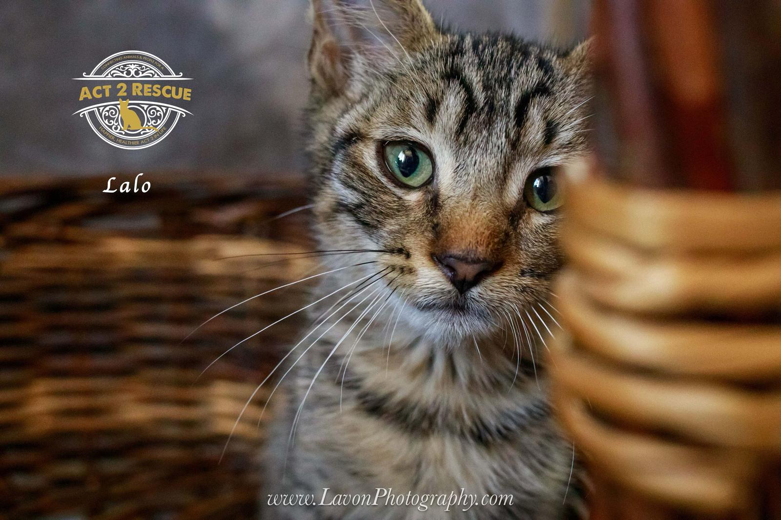 Lalo, a Adoptable Domestic Short Hair in Riverside, CA image 1/3