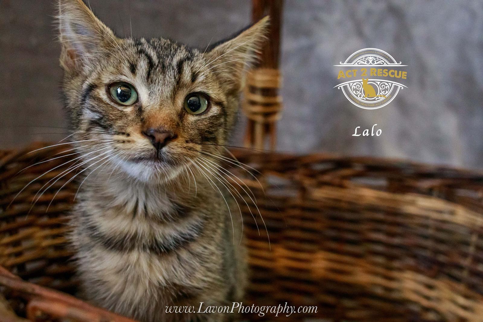 Lalo, a Adoptable Domestic Short Hair in Riverside, CA image 2/3