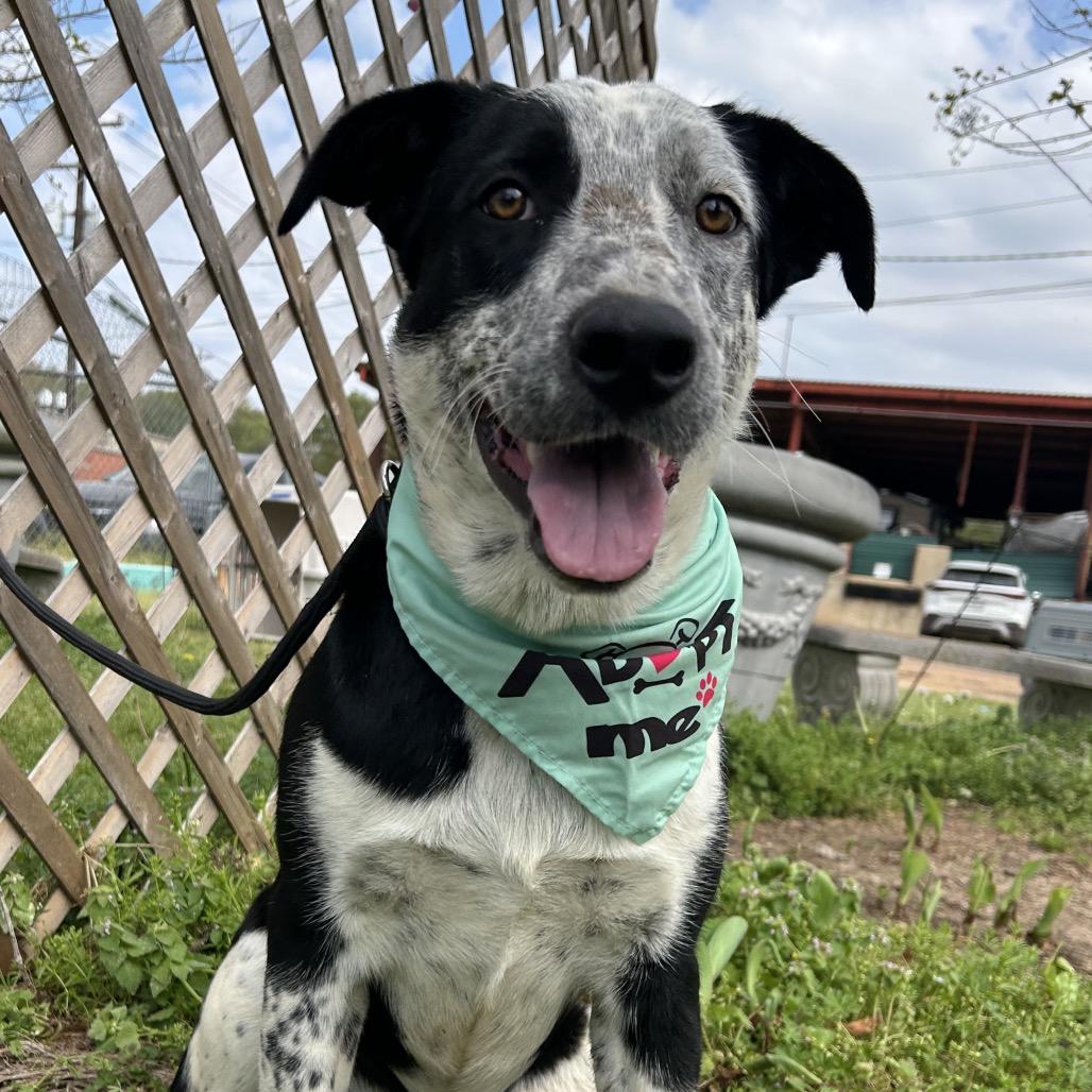 Enlarge Topaz, a Adoptable mixed breed in West Point, MS image 1/4