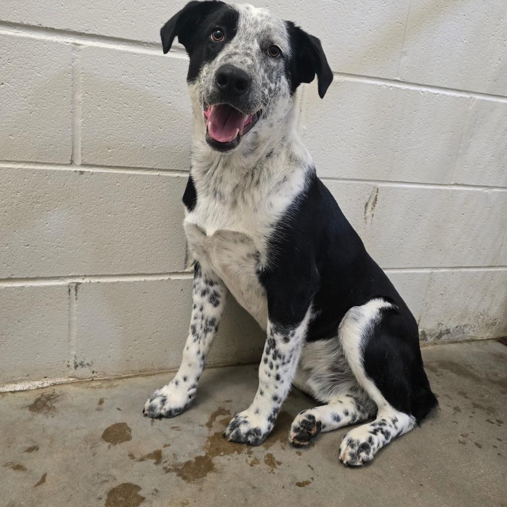 Enlarge Topaz, a Adoptable mixed breed in West Point, MS image 2/4