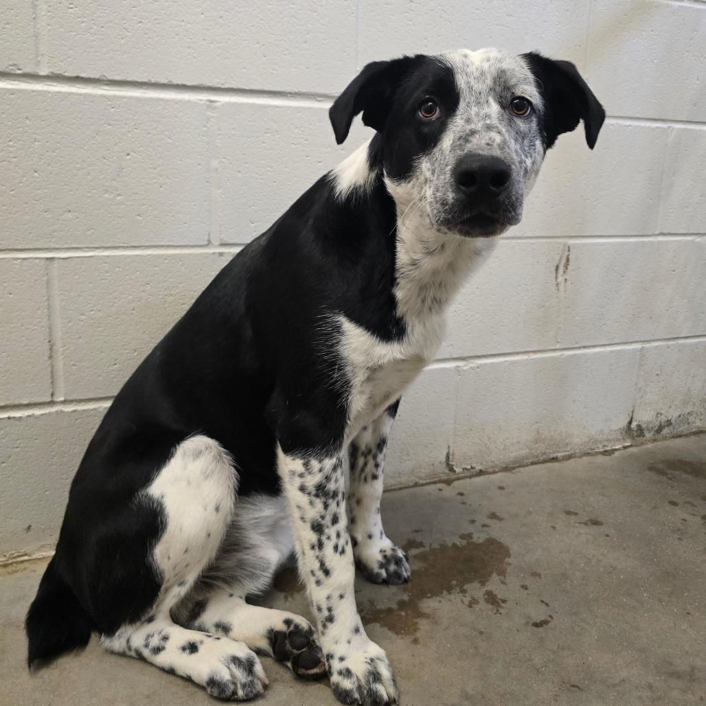 Enlarge Topaz, a Adoptable mixed breed in West Point, MS image 3/4