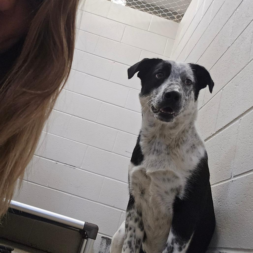 Enlarge Topaz, a Adoptable mixed breed in West Point, MS image 4/4