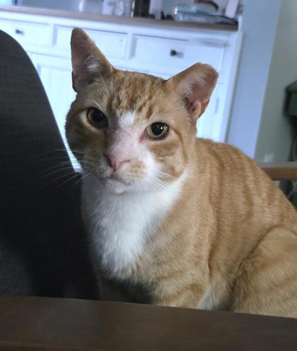 Duke Duchess, Adoptable, Adult Male Domestic Short Hair & Domestic Short Hair.